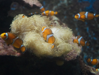 Phuket Aquarium