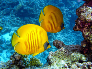 Zitronen-Falterfische, Korallenriffe um Phuket
