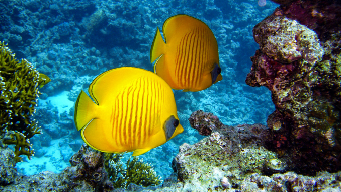 Zitronen-Falterfische, Korallenriffe um Phuket